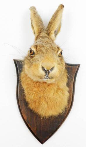 An early 20thC wall mounted taxidermy hares head, with JE Shelbourne Amy Street Braunstone Leicester label to rear, 35cm high, 33cm wide.