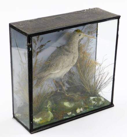 A taxidermied figure of a bird, in glazed case, label to the back, 29cm x 29cm.