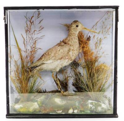 A taxidermied figure of a bird, in glazed case, label to the back, 29cm x 29cm. - 2