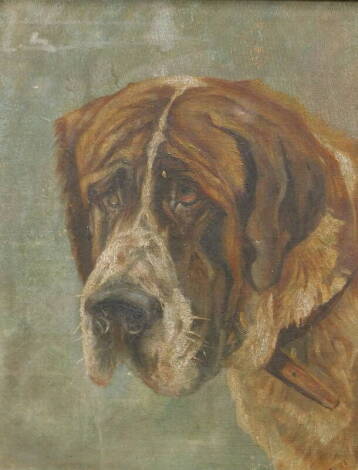 B.L. St.Bernard dog, oil on board, initialled and dated (19)08, 44cm x 35.5cm.