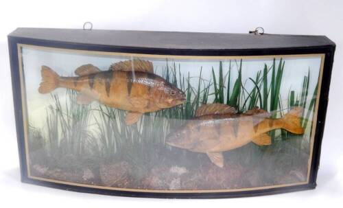 Taxidermy. A pair of perch in a bow fronted case, 78cm x 15.5cm x 39cm.