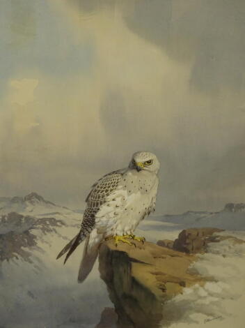 •John Cyril Harrison (1898-1985). A study of a Gyrfalcon, perched on a rock in a winter highland landscape, watercolour, signed, 77cm x 56cm.