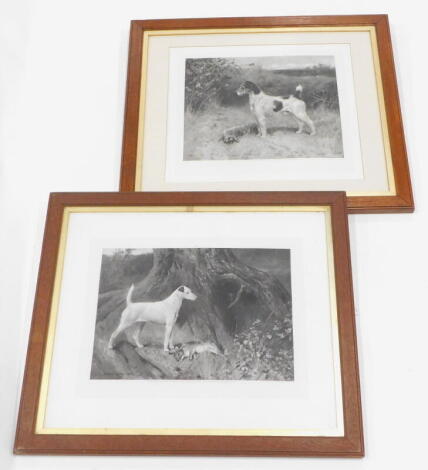 After Arthur Wardell. Jack Russells, monochrome prints, in contemporary oak frames, plate size 34cm x 47cm.