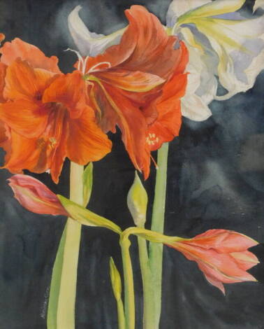 Marianne Cox. Amaryllis, watercolour, signed and titled verso, 50cm x 45cm. Artist label verso.