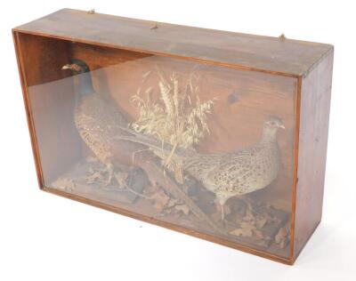 Taxidermy; A pair of cock and hen pheasants, in a stained pine case with perspex front, 53.5cm high, 86.5cm wide, 23cm deep.
