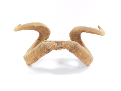 A pair of ram's horns, 49cm wide. - 2