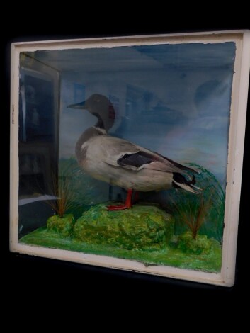 Taxidermy. An early 20thC drake Mallard, naturalistic setting, and three part glazed case, partially painted, 50cm high, 51cm wide, 27cm deep.