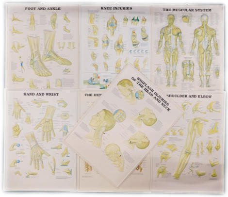 A quantity of raised plastic medical posters, to include knee injuries, etc., (a quantity).