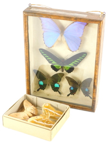 A collection of seven exotic butterflies and moths, to include a cased set of four.