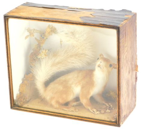 A taxidermy red squirrel, in a glazed case, 28cm wide. (AF)