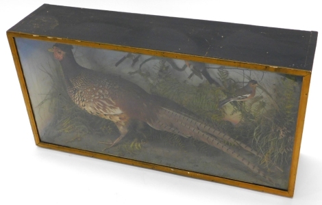 A taxidermied display of a pheasant, and various other British garden birds, in a glazed case, 89cm wide.