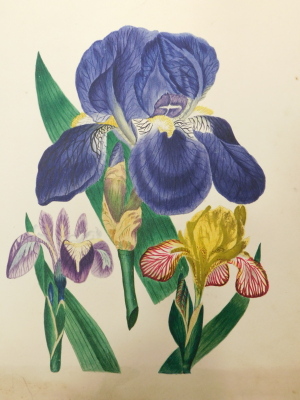 19thC School. Floral studies, watercolour, (12, contents of folder).