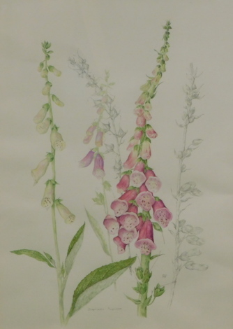 Mollie Foster (1934-2021). A botanical study of foxgloves (Digitalis), watercolour drawing, signed with initials, 51cm x 36cm.