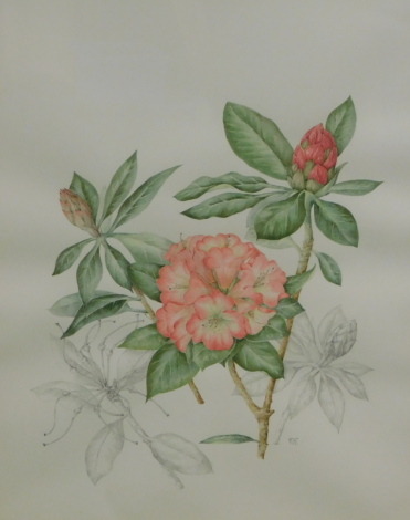 Mollie Foster (1934-2021). A botanical study of Rhododendrons, watercolour drawing, signed with initials, 42cm x 33cm.