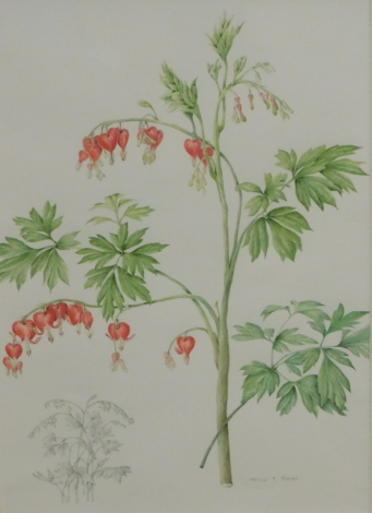 Mollie Foster (1934-2021). A botanical study of Bleeding Heart (Dicantra Spectabilis), watercolour drawing and pencil, signed, 40cm x 27cm.