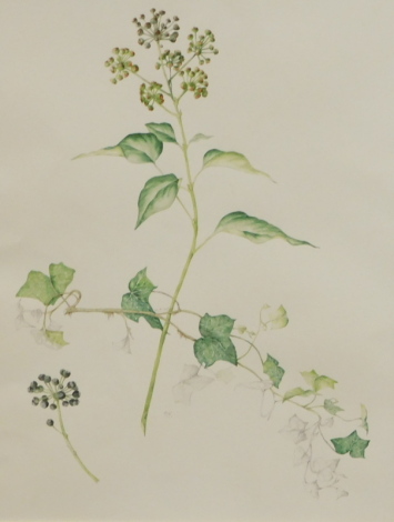 Mollie Foster (1934-2021). A botanical study of Rosa Rubrifolia, watercolour drawing, signed with initials, 42cm x 32cm,and another study of Ivy, 42cm x 32cm (2).