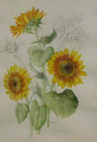 Mollie Moster (1934-2021). A botanical study of Sunflowers (Helianthus Annus), watercolour drawing, signed with initials, 47cm x 33cm.