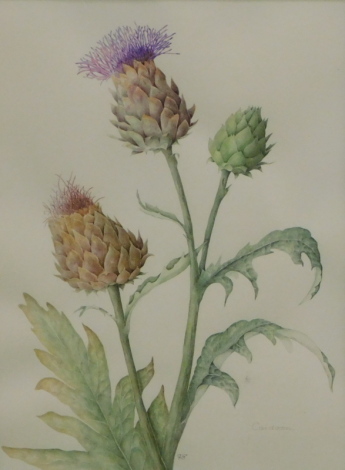 Mollie Foster (1934-2021). A botanical study of Thistles (Cardoon), watercolour drawing, signed with initials, 36cm x 26cm.