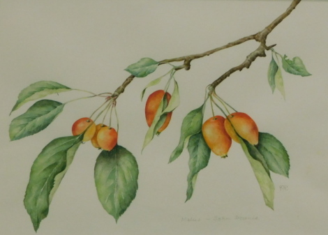 Mollie Foster (1934-2021). A botanical study of Crab-Apple (Malus-John Downie), signed with initials, 22cm x 29cm.