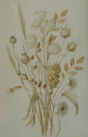 Mollie Foster (1934-2021). A botanical study of dried flower and seed heads entitled 'Autumn in Sepia', watercolour drawing, signed, 36cm x 26cm, and small study of Hazelnuts, 10cm x 10cm (2).