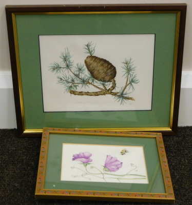 Mollie Foster (1934-2021). A botanical study of a pine cone, 15cm x 20cm, and another of sweetpeas with a bee, 19.5cm x 9cm (2). - 2