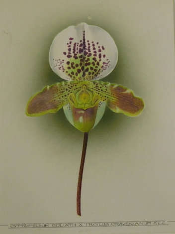 20thC School. Cypmenon Giganteum and other flower studies, watercolours, 26cm x 19cm (a quantity).