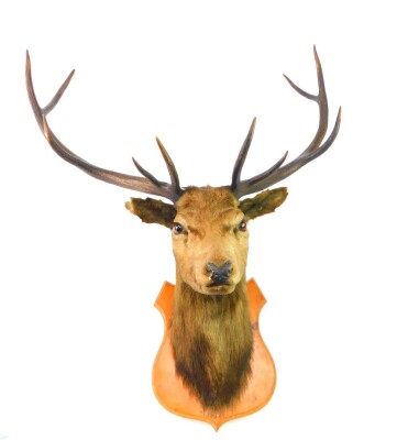 Taxidermy. A stag's head, with five point antlers, pine shield mounted, antlers 63cm high.