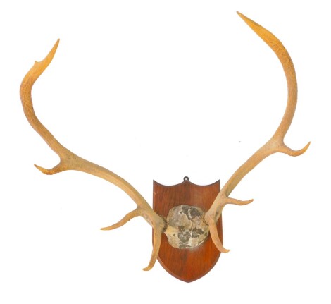 A pair of deer antlers, four prong, oak shield mounted, 46cm high.