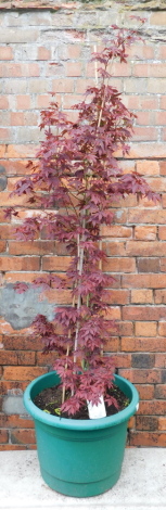 A green plastic pot containing an Acer Palmatum Atropureum.