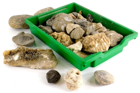 A quantity of fossils and mineral samples, to include an ammonite, a section of stalagmite, quartz etc.