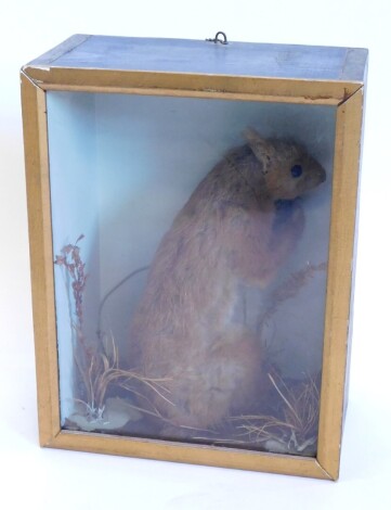 A taxidermied red squirrel, in a glazed case, 25cm x 19cm.