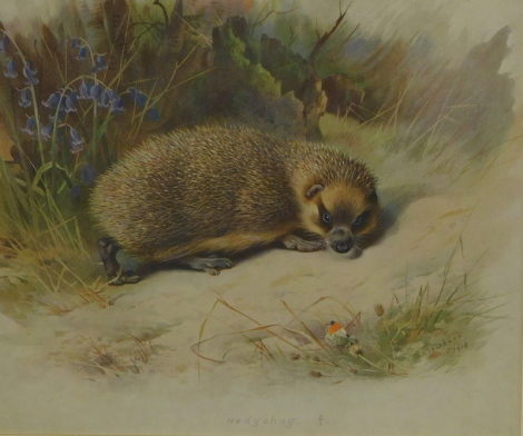 After Thorburn. Hedgehog print, 25cm x 29cm.