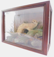 Taxidermy. A stoat, with a white coat, raised on a naturalistic rocky ground, cased with glazed front and sides, 27cm high, 37cm wide.