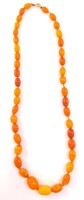 A string of graduated amber beads, on a yellow metal bolt ring clasp, 19.3g.