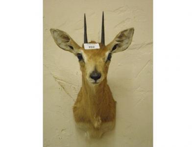 Three taxidermied duikers - head