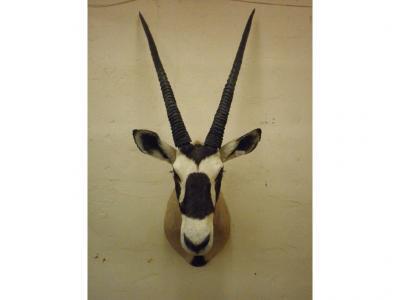 A taxidermied oryx - head