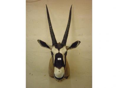 A taxidermied oryx - neck