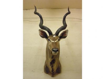 A taxidermied kudu - head