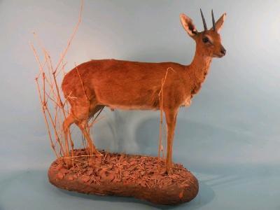 A taxidermied steenbuck on a naturalistic shaped base