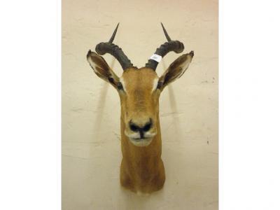 A taxidermied hartebeest - head