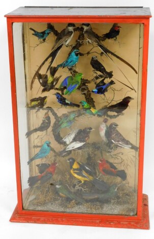 A Victorian taxidermied display of various tropical and UK birds, on perched branch in a painted red case, 90cm high, 61cm wide, 28cm deep.