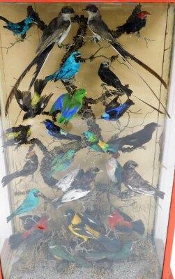 A Victorian taxidermied display of various tropical and UK birds, on perched branch in a painted red case, 90cm high, 61cm wide, 28cm deep. - 2