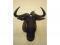 A taxidermied wilderbeest or gnu - head