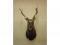 A taxidermied sika deer with four point antlers - head