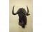 A taxidermied wildebeest or gnu - head