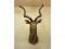 A taxidermied kudu - head