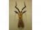 A taxidermied impala - head