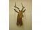 A taxidermied impala - head