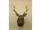 A taxidermied sika deer with five point antler - head