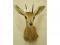 A taxidermied duiker - head